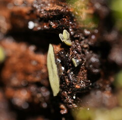 Chlorencoelia versiformis