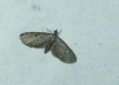 Eupithecia tripunctaria