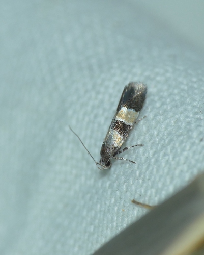 Goidanichiana jourdheuillella
