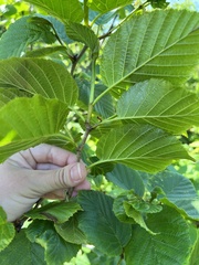 Alnus maximowiczii