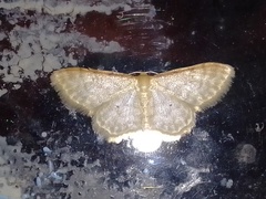 Idaea humiliata