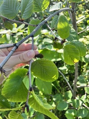 Alnus maximowiczii