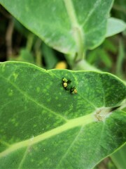 Danaus chrysippus