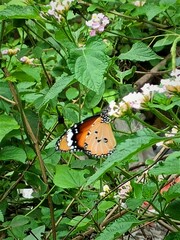 Danaus chrysippus