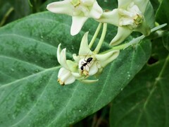 Camponotus compressus