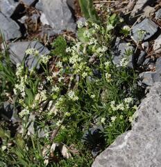 Galium anisophyllon