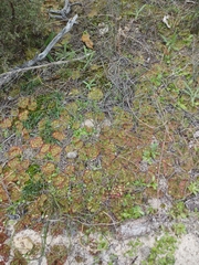 Drosera zonaria