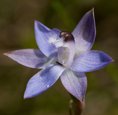 Thelymitra reflexa