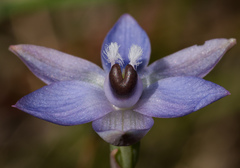 Thelymitra reflexa