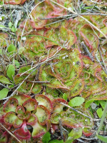 Image of Drosera zonaria by (c) Em Lamond, some rights reserved (CC BY)