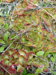 Drosera zonaria