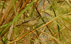 Sporophila caerulescens