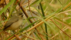 Sporophila caerulescens
