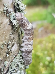 Catocala fraxini
