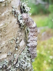 Catocala fraxini
