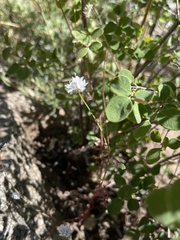 Gilia capitata abrotanifolia