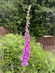 Digitalis purpurea