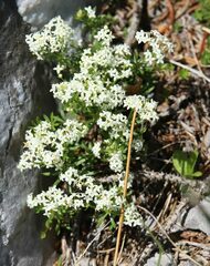 Galium anisophyllon