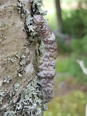Catocala fraxini