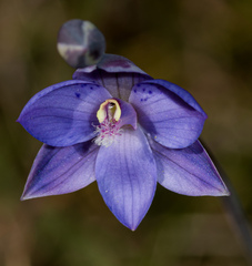 Thelymitra x merraniae