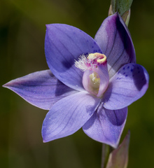 Thelymitra x merraniae