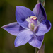 Thelymitra x merraniae - Photo (c) Robert Mitchell, algunos derechos reservados (CC BY-NC), subido por Robert Mitchell