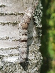 Catocala fraxini
