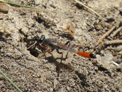 Ammophila heydeni