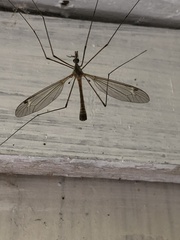 Tipula variicornis