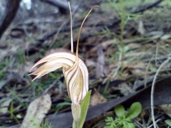 Pterostylis scabra