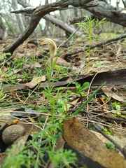 Pterostylis scabra
