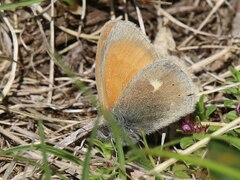 Coenonympha rhodopensis
