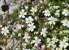 Cerastium grandiflorum