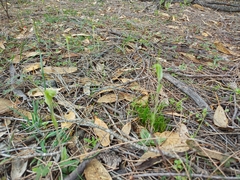 Pterostylis setulosa