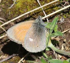 Coenonympha rhodopensis