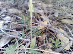 Pterostylis setulosa