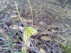 Pterostylis setulosa