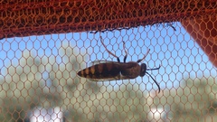 Stizus fasciatus