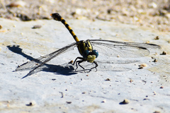 Onychogomphus uncatus