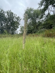 Phleum pratense pratense