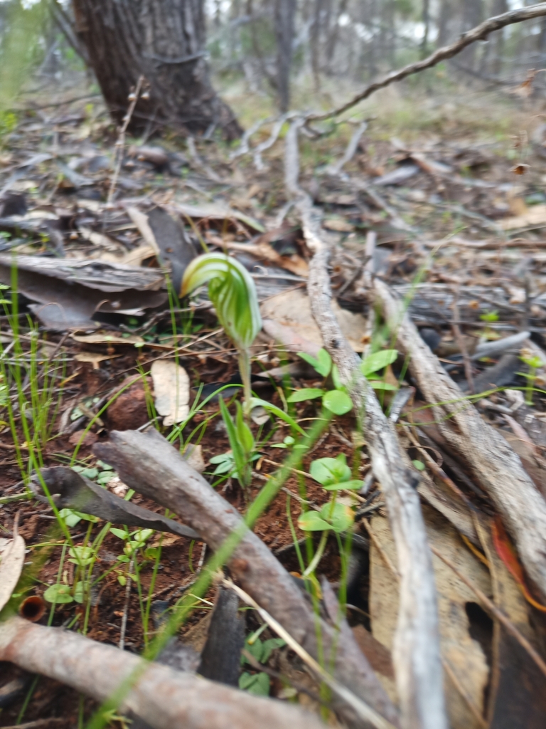 Pterostylis scabra
