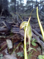 Pterostylis scabra