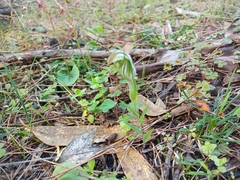 Pterostylis scabra