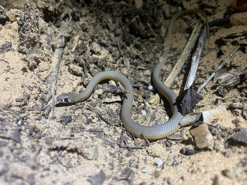 Photo of a Narrow-headed Whipsnake (Demansia angusticeps)