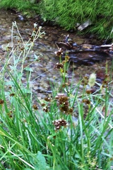 Juncus longistylis
