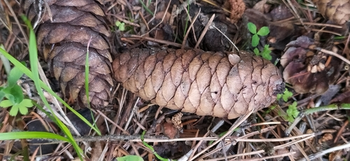 Siberian spruce (Picea obovata)