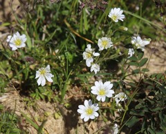 Cerastium grandiflorum