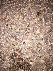 Hypsiglena ochrorhynchus