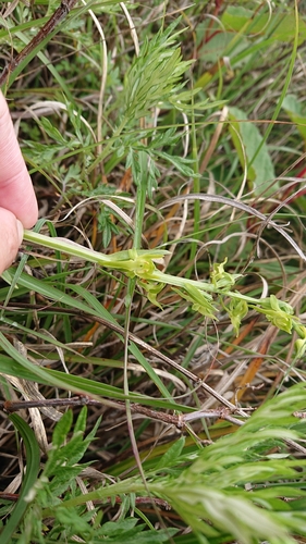 Image of Platanthera mandarinorum by (c) 沈玟伶(Wen-Ling Shen), some rights reserved (CC BY)