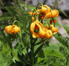 Lilium carniolicum